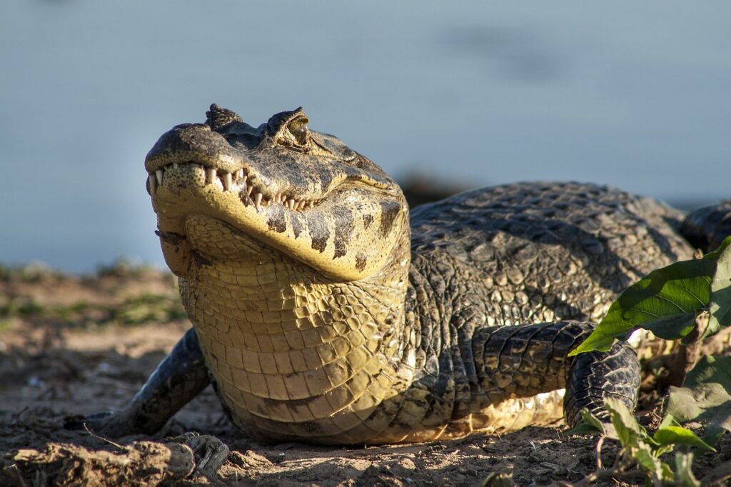 jacaré, jacare, pantanal-2645898.jpg