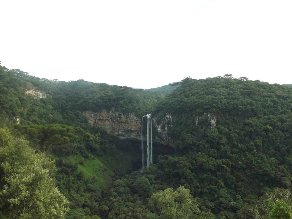 nature, jungle, cinnamon-954118.jpg